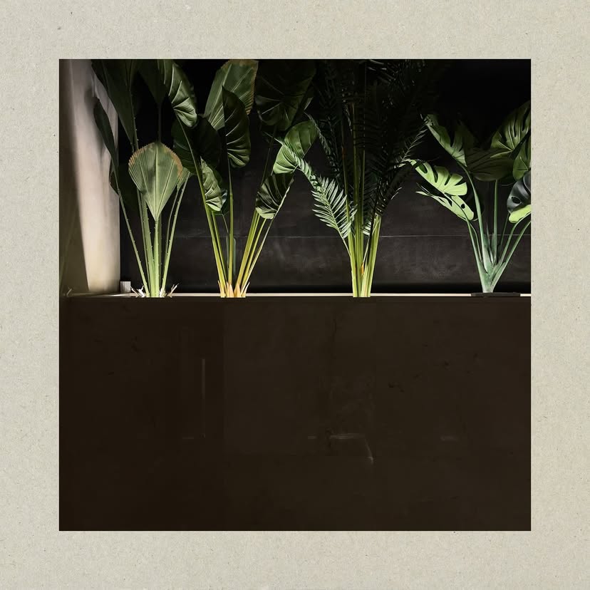 Decorative plants in a modern setting